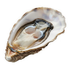 Fresh raw oyster opened isolated on transparent background