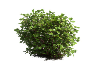 Obraz premium Lush green shrub isolated on black background perfect for landscaping designs, Isolated On White Background, Png Transparent