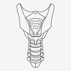 Human thyroid gland line art.