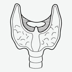 Human thyroid gland line art.