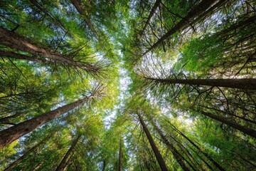 Lush green forest canopy viewed from below (2)