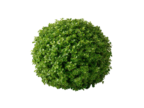 Lush green spherical boxwood plant isolated on black background, Isolated On White Background, Png Transparent