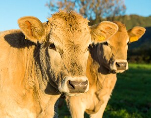 Two light brown calves in a field