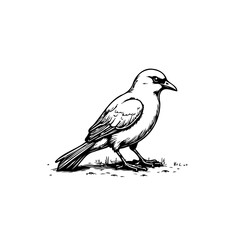 A striking monochrome depiction showcases avian beauty through a detailed sketch style drawing of