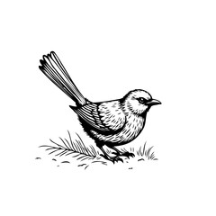 Delicate songbird perched among blades of grass in a monochrome vintage etching style illustration