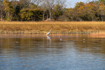 heron at the lakeside