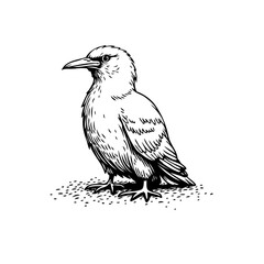 Detailed monochrome sketch of a single bird displaying textured plumage with thoughtful expression