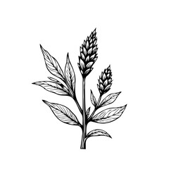 Elegant botanical illustration featuring delicate foliage and blossoming flower spikes in a