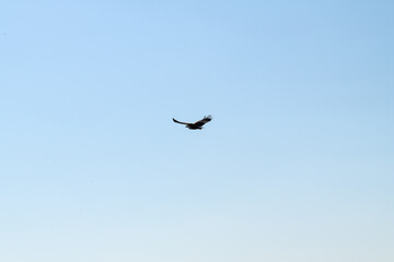 flying eagle in the blue sky