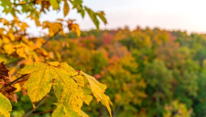 Autumn leaves in a forest