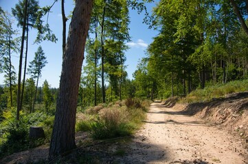 Sommer im Thüringer Wald