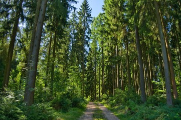 Obraz premium Sommer im Thüringer Wald