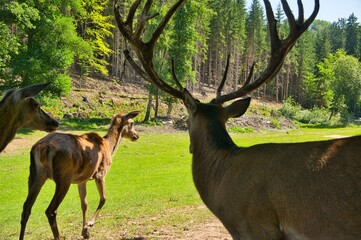 Hirsche im Thüringer Wald
