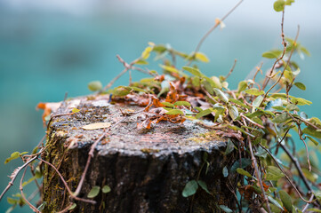 切り株に絡まる蔓植物と枯れ葉