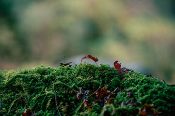 苔の上に落ちた紅葉の葉と秋の彩り