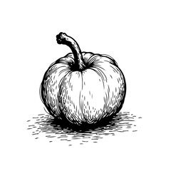 Monochrome artistry depicts a delightful squash rendering the subtle textures and curves