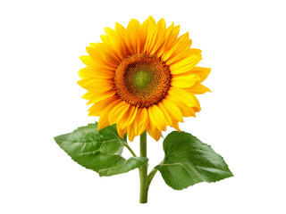 Obraz premium Vibrant single sunflower isolated on black background, Isolated On White Background, Png Transparent