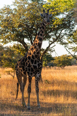 giraffe at Chaminuka Park in Zambia, Africa
