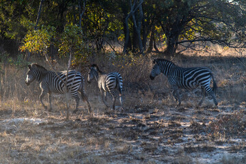 Obraz premium Zebra at the forest in Chaminuka Park, Zambia, Africa