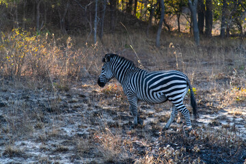 Zebra at the forest in Chaminuka Park, Zambia, Africa