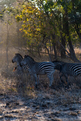 Zebra at the forest in Chaminuka Park, Zambia, Africa