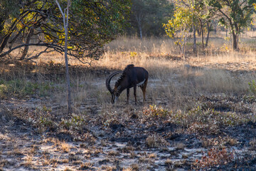 waterbuck at Chaminuka Park in Zambia
