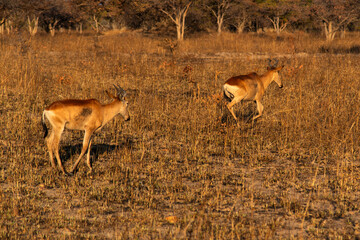 impala at Chaminuka Park in Zambia, Africa