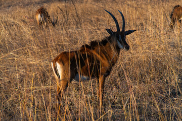 waterbuck at Chaminuka Park in Zambia