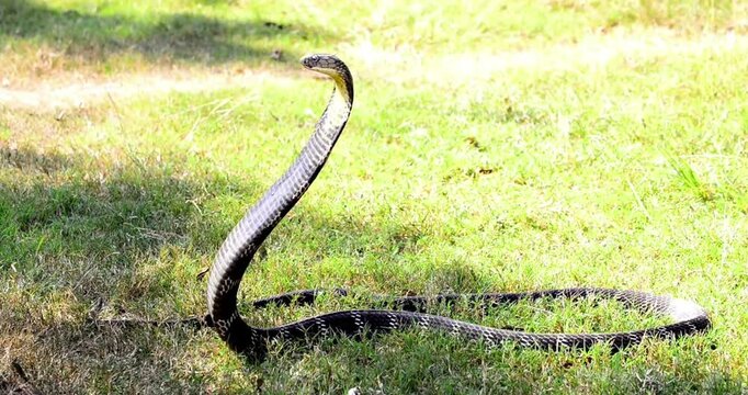 Close-up of a venomous cobra snake with its hood expanded