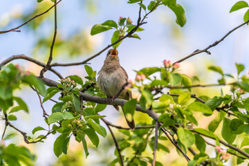 Thrush Nightingale, Luscinia luscinia. A bird sits on a tree branch and sings