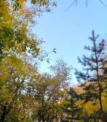 Autumnal Canopy Serene Sky Framed by Trees in Fall Foliage. Nature s beauty and colorful leaves