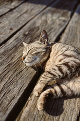A Relaxed Tabby Cat Enjoying the Sunshine While Sunbathing on a Wooden Deck, Capturing the True Essence of Feline Serenity in a Picturesque Natural Setting That Inspires Calm and Peace