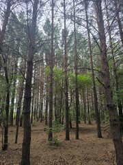 Peaceful Pine Forest Vista Sun Dappled Path Through Tall Trees in Natural Woodland Setting