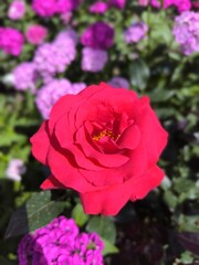 Vibrant Red Rose Blossom in a Garden of Purple Flowers, a Floral Delight for Projects