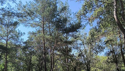 Sunlit Canopy Towering Trees Reach for a Bright Blue Sky in a Serene Forest Scene.