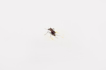 Aedes mosquitoes that have had their fill of blood are sitting on a white surface.