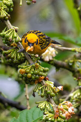 Golden Tanager Feeding on Berries