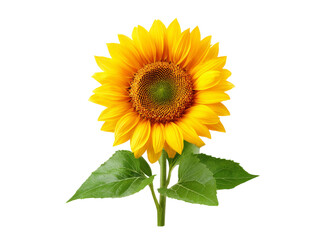 Fototapeta premium Vibrant single sunflower isolated on black background, Isolated On White Background, Png Transparent