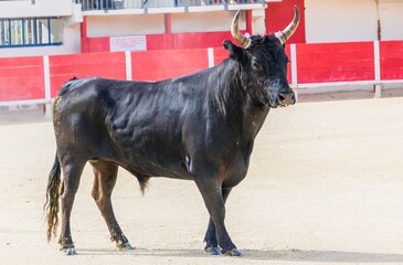 Course Camarguaise, tradition taurine en Camargue dans  le sud de la France.