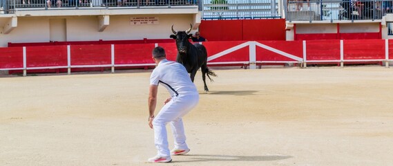 Course Camarguaise, tradition taurine en Camargue dans  le sud de la France.