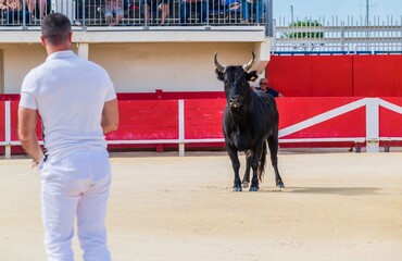 Course Camarguaise, tradition taurine en Camargue dans  le sud de la France.