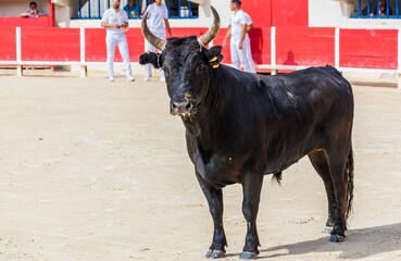 Course Camarguaise, tradition taurine en Camargue dans  le sud de la France.