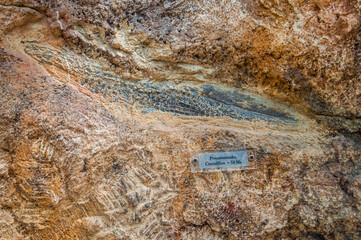 Gros plan de fossiles de mollusques,et autres.