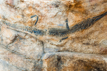 Gros plan de fossiles de mollusques,et autres.