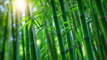 Obraz premium Lush green bamboo forest with sunlight shining through the leaves. 