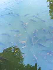 Underwater Scene of Colorful Fish Swimming Gracefully in the Calm, Tranquil Waters  Nature Photography Showcasing the Beauty of Aquatic Life and the Wonders of Underwater Ecosystems and Flora