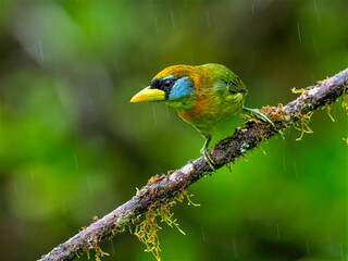 Female Red-headed Barbet in Rainforest