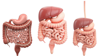 Stomach and intestinal tract isolated on transparent background. 3D illustration.