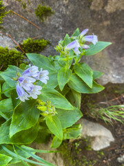 Iwabukuro (Pennellianthus frutescens), a Rare Alpine Flower Native to Japan, in the Daisetsuzan Tokachi Range, Hokkaido