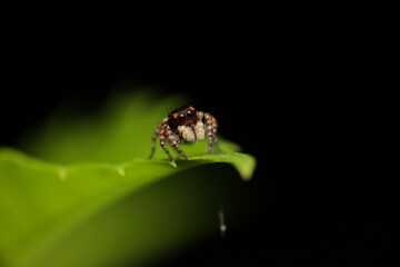 Jumping spiders (Family Salticidae) possess the most advanced vision among all spiders, with large anterior eyes and a complex visual system. Unlike web-building spiders, 